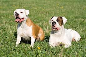 But the fact is that one in three dogs will eventually develop some form of cancer during their lifetime. Dog Skin Cancer Types Symptoms And Treatment American Kennel Club