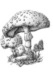 Black And White Mushroom Drawing Forest Fungi And Banana Slug By Bigredsharks Mushroom Drawing Mushroom Art Art Sketches