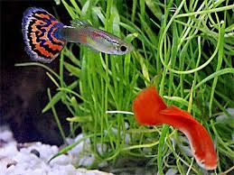 Guppies Poecilia Reticulata Fancy Guppy Millions Fish