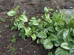 Image result for Lamium galeobdolon