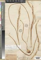 Image result for Moraea simulans