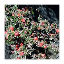 Image result for Cotoneaster microphyllus
