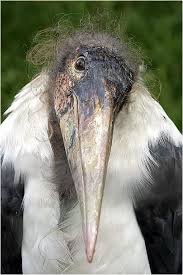 Are You Laughing At Me Pet Birds Pretty Birds Beautiful Birds