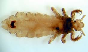 The infestation causes a condition known as demodicosis or mite bite, characterised by itching, inflammationand other skin disorders. Common Insect And Mite Pests Of Humans