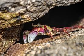 Image result for Streptocarpus leptopus