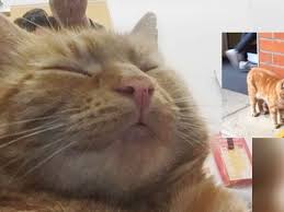Mysterious Ginger Cat Moves into Student Halls and Makes It ...