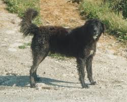 Per questo, è importante riconoscerne i sintomi in tempo, per sapere quali sono le malattie che possono colpire il proprio cane prima di adottarlo è molto importante per poterle prevenire e riconoscere i sintomi prima. Cane Di Mannara Foto Caratteristiche E Prezzo Della Razza