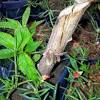 Pengusaha pembekal anak pokok ubi kayu cassava manihot esculenta crantz anak benih pokok pohon ubi kayu cassava manihot esculenta crantz dalam pasu polybag herba. Https Encrypted Tbn0 Gstatic Com Images Q Tbn And9gcqugm3ypjpojz Pvg R20lkoutnafxqzz6b Miyp6z0j2eqbdc Usqp Cau