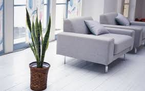 We did not find results for: Como Decorar Una Sala Con Plantas