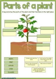 3rd grade science worksheets and study guides. Science Worksheets And Online Exercises