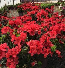 Encore Azalea Autumn Fire Wow Winter Plants Dwarf Azaleas Fall Flowers Garden