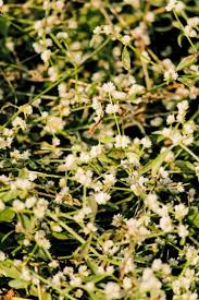 Image result for Alternanthera sessilis
