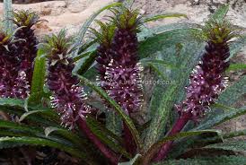 Black Plant Eucomis Vandermerwei Octopus Plant Flower Stock Photography Gardenphotos Com Flower Stock Photography Spring Flowering Bulbs Plants