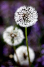 An Intact Dandelion Ready To Accept Your Wishes Dandelion Flower Photos Amazing Flowers