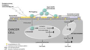 These morons might actually be more successful if they'd learn some proper english. Sapc Dops A Phosphatidylserine Targeted Nanovesicle For Selective Cancer Therapy Cell Communication And Signaling Full Text