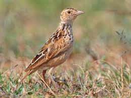 Image result for Lijndenia sp. cf barteri