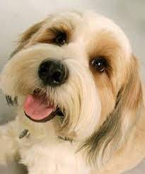 Milliken - One Of My Tibetan Terriers Tibetan Terrier Dogs Cute Cats And Dogs