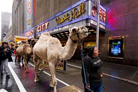Read 786 reviews from the world's largest community for readers. The Real Star Of The Radio City Christmas Spectacular Is A Camel Named Ted