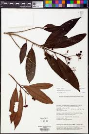 Image result for Ardisiandra sibthorpioides