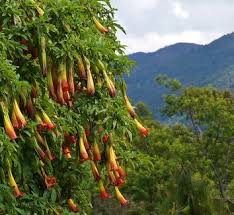 Image result for Brugmansia
