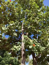 Image result for Cordia sp.A.