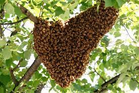 Our team of experts are extremely skilled and fully qualified and equipped to help you get rid of a variety of common bees and wasps in residential, commercial and industrial properties. Swarm Removal Will County Beekeepers Association