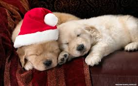 We did not find results for: Christmas Wallpapers Cute Get Images