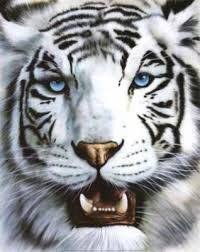 Resultat De Recherche D Images Pour Tigres Blancs Animaux Beaux Tigre Blanc Royal Et Animaux Sauvages