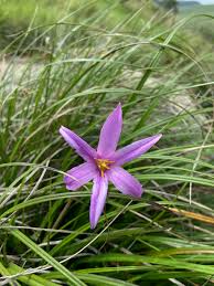 Image result for Xerophyta pauciramosa