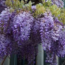We have plenty of great ideas including living. 4ft Wisteria Plant 3l Pot Wisteria Sinensis 27 99
