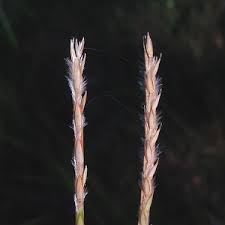 Image result for Elionurus