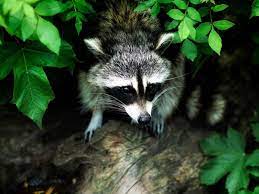 Raccoons found in gardens are usually seeking out fruits and vegetables. How To Keep Raccoons Out Of Your Garden Dengarden