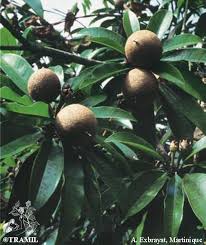 Image result for Manilkara koechlinii