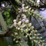 Image result for Rhipidoglossum densiflorum