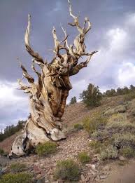 The World S Oldest Tree Sharenator Famous Trees Tree Unique Trees