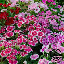 Dianthus Seeds Floral Lace Series In 2020 Flower Seeds Annual Flowers Dianthus Flowers