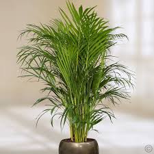 Selain itu tanaman ini mudah dalam perawatan dan tahan terhadap panas. 5 Jenis Tanaman Hias Untuk Ruangan Tertutup Tukang Taman Surabaya Jasa Taman Surabaya