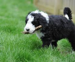 Black And White Sheepadoodle For Sale Adorable Black White Sheepadoodle Pup From Sweet Sheepadoodles Located In Ohio Sheepadoodle Puppy Sheepadoodle Puppies