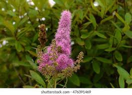 Image result for Spiraea billardii