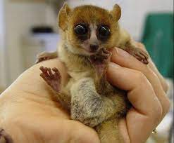 Las Mejores Mascotas Exoticas De Moda Animalesmascotas
