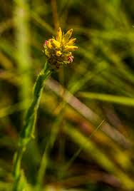 Image result for Sisyranthus imberbis