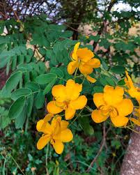 Image result for Senna bicapsularis