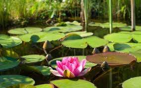 Liliya besedina has a medical practice at 844 avenue c, bayonne nj, and has over 25 years of experience in the field of medicine. Wallpaper Flowers Background Roses Pink Fresh Pink Flowers Background Roses Natural Images For Desktop Section Cvety Download
