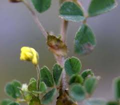 Image result for Medicago laciniata
