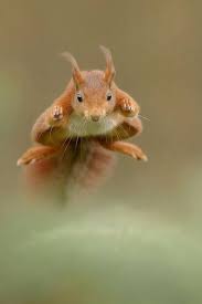 Resistance Warrior On Twitter Animals Animals Beautiful Cute Animals