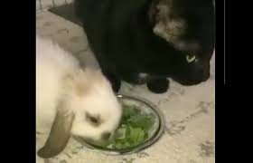 It's fascinating how similar they look, yet they are two different species :). Cat Eats Bunny Friend S Greens To Be Friendly Poc