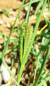 Image result for Tristachya