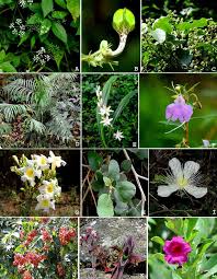 Image result for Blepharispermum pubescens