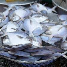 Sayangnya, tingkat konsumsi masyarakat terhadap ikan masih terbilang rendah, lo. Jual Ikan Bawal Putih Bawal Laut Di Lapak Fish And Fresh Bukalapak