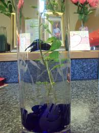 Betta fish's popular betta fish trends in home & garden, aquariums & tanks, decorations, feeders with betta fish and betta fish. I Used Th Vase From My Mom Wedding And Planted One Tall Plant In Center Then Used Marblesthat Match The Color Of The Fish Very Facy Look Betta Fish Betta Vase
